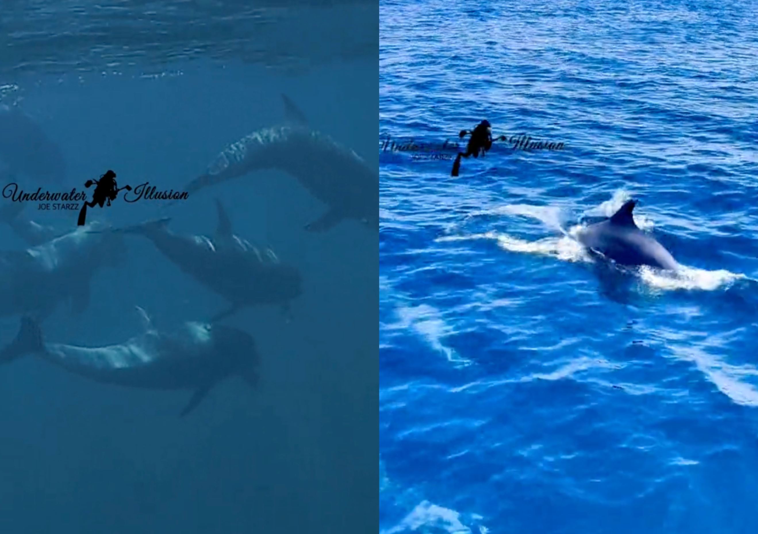 more than 100 dolphins spotted in semporna, a rare sight for some lucky divers!