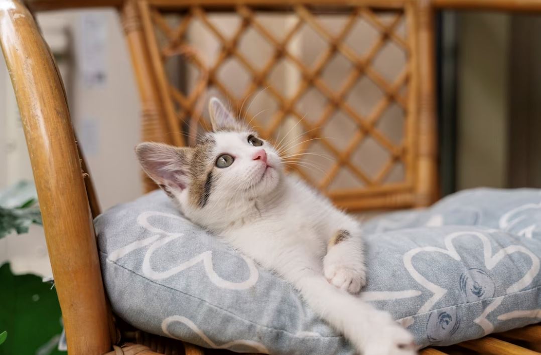 boleh akibatkan jangkitan, jangan bawa haiwan peliharaan ke premis makanan!