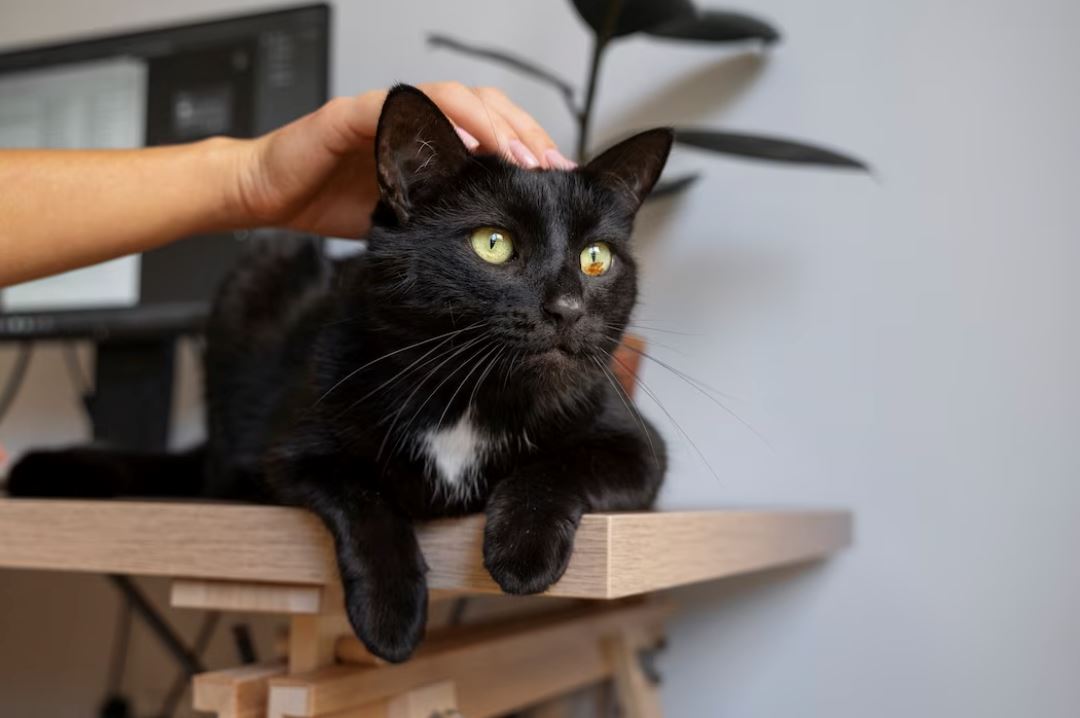 boleh akibatkan jangkitan, jangan bawa haiwan peliharaan ke premis makanan!