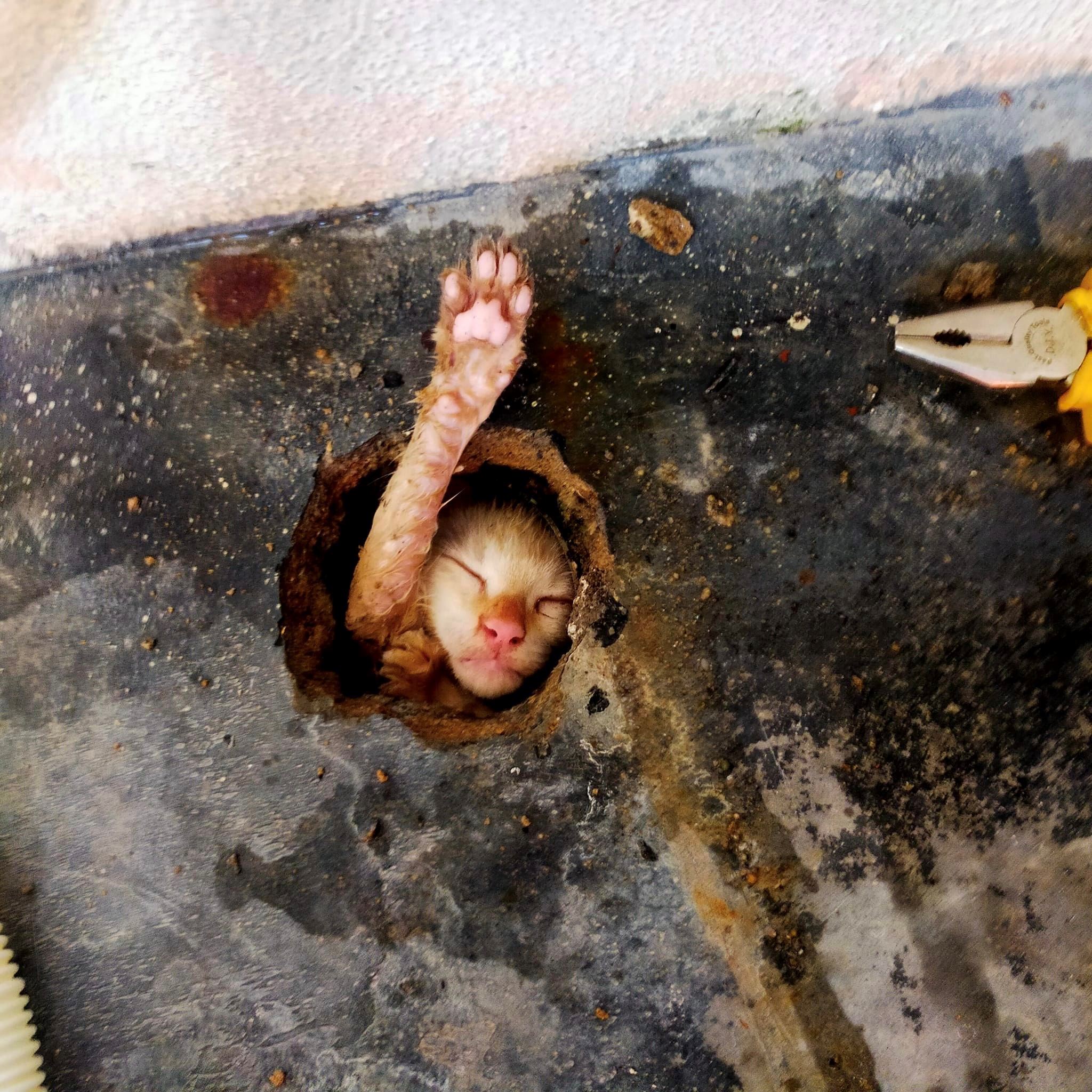 kucing nyaris lemas, dekat 3 jam si putih terperangkap dalam saluran air di cheras [video]