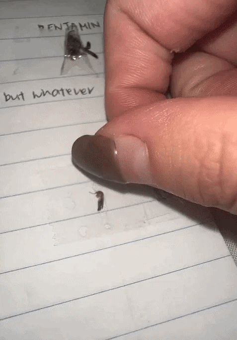 wanita tulis tiap ekor nyamuk yang dia pernah bunuh dalam buku jurnal