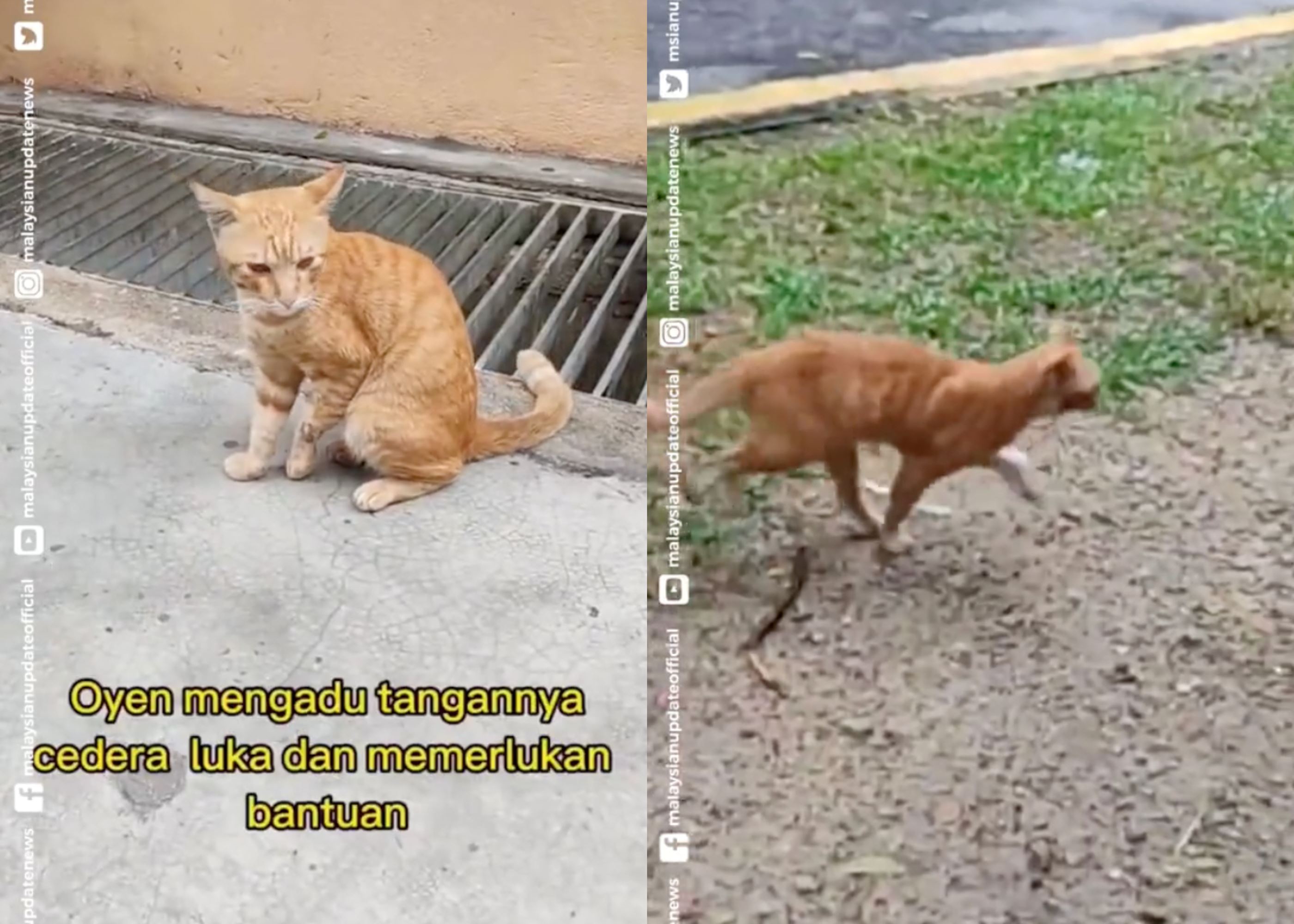 stray oyen seeks help at selayang hospital for leg injury, receives care from kind nurse