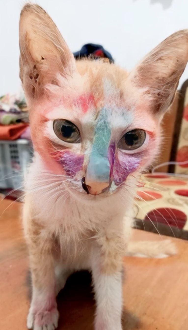 oyen pasrah muka jadi ‘model’ solekan budak perempuan [video]