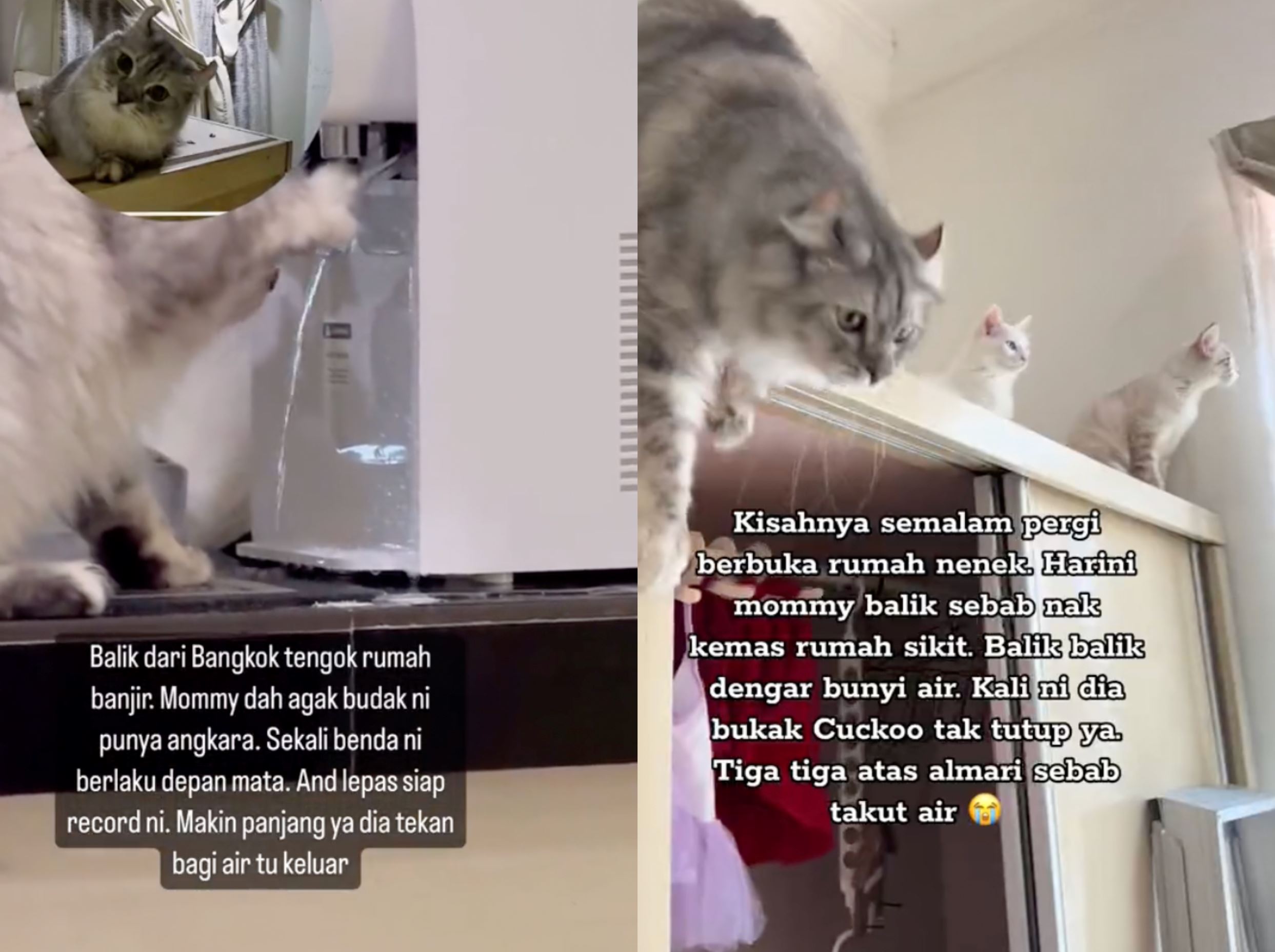 feline friend's adorable surprise! a small flood after playing with the water dispenser