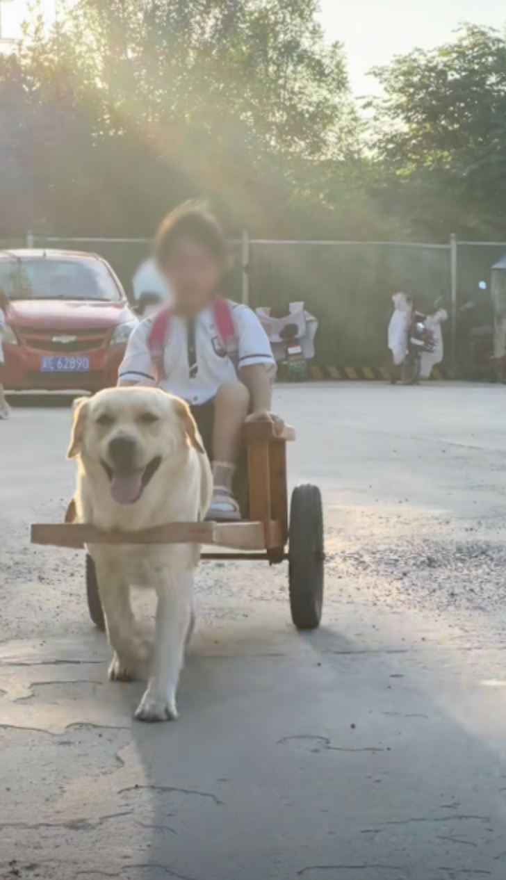 adorable labrador “drives” little girl to school in rickshaw, wins hearts online! 
