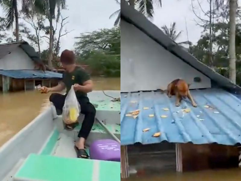 thank you! malaysians online praise kind man for feeding stranded doggo amidst floods