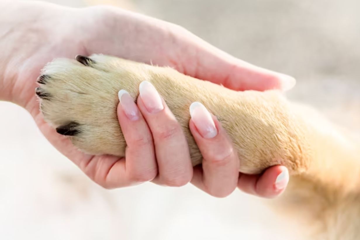 elderly woman in china leaves her rm13 million fortune to her cat and dog, leaving out her three children