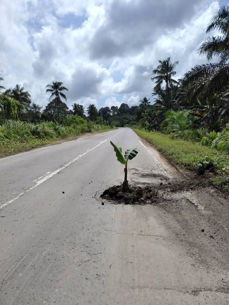 sabahan takes matters into his own hands: pothole fixed with banana tree!