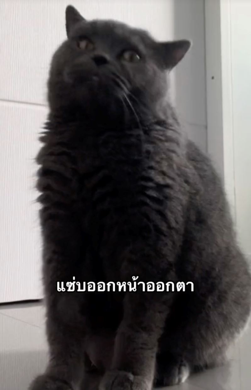 raih lebih 7 juta tontonan, kucing fasih cakap macam manusia tular di tiktok [video]