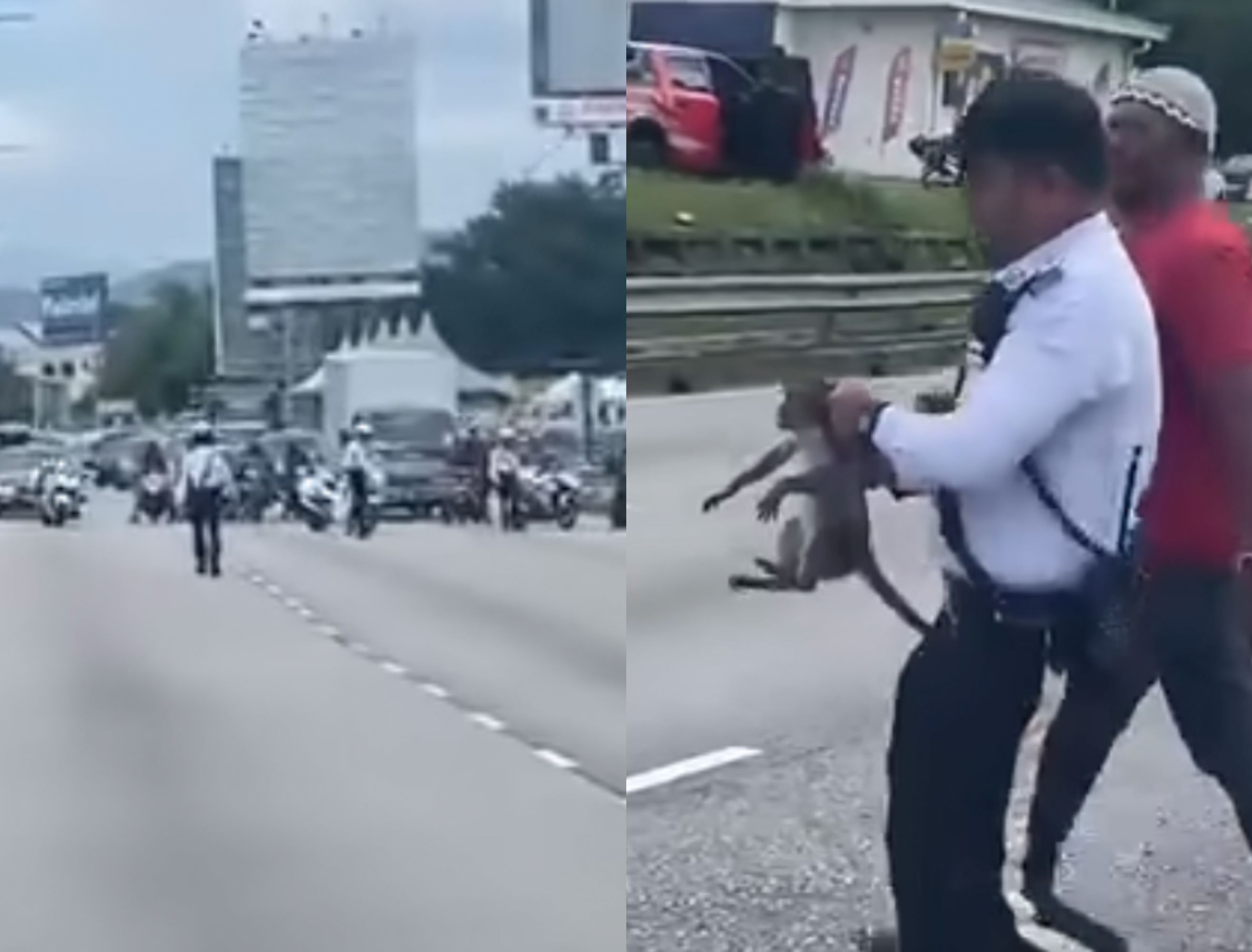 pdrm halts traffic to save baby monkey stranded on ampang road; netizens praise officers