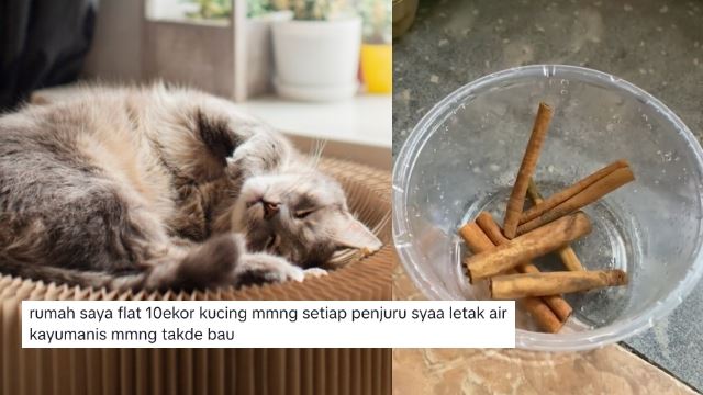 kulit-kayu-manis-kucing-64.jpg
