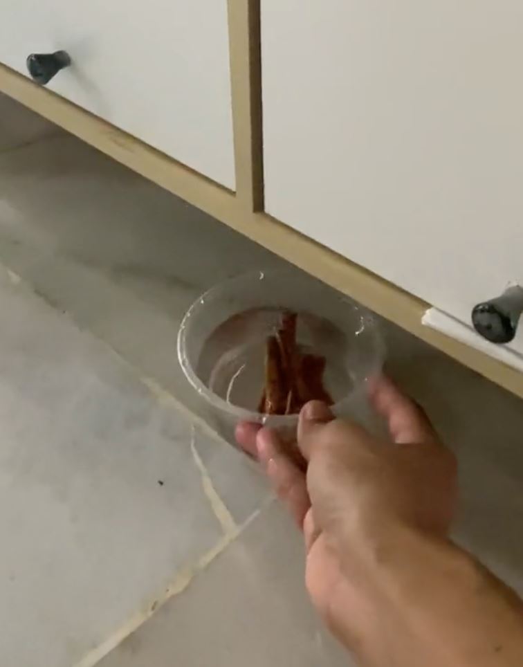 guna kulit kayu manis boleh hilangkan bau kucing dalam rumah? [video]