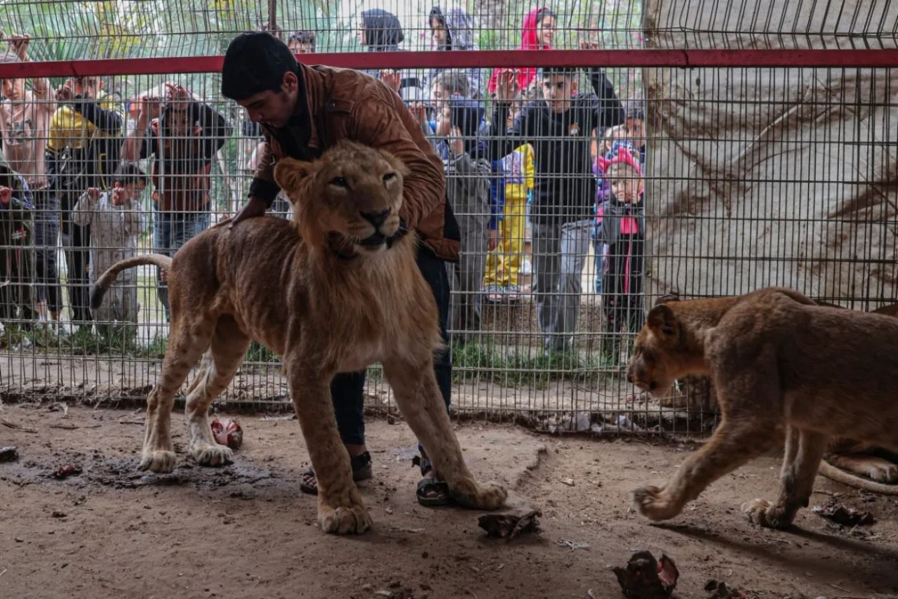 sedih, haiwan di zoo gaza kebuluran, mati kelaparan, “singa terpaksa makan roti kering..”