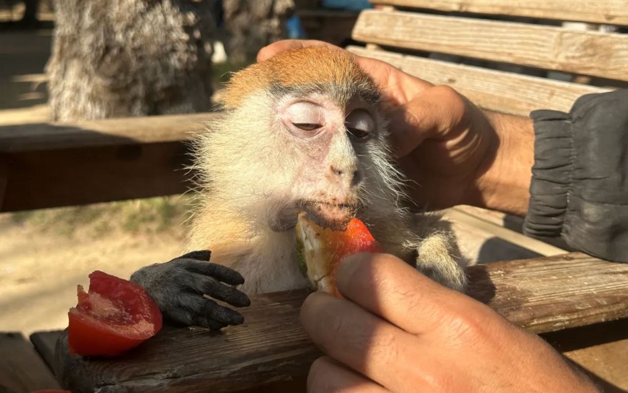 sedih, haiwan di zoo gaza kebuluran, mati kelaparan, “singa terpaksa makan roti kering..”