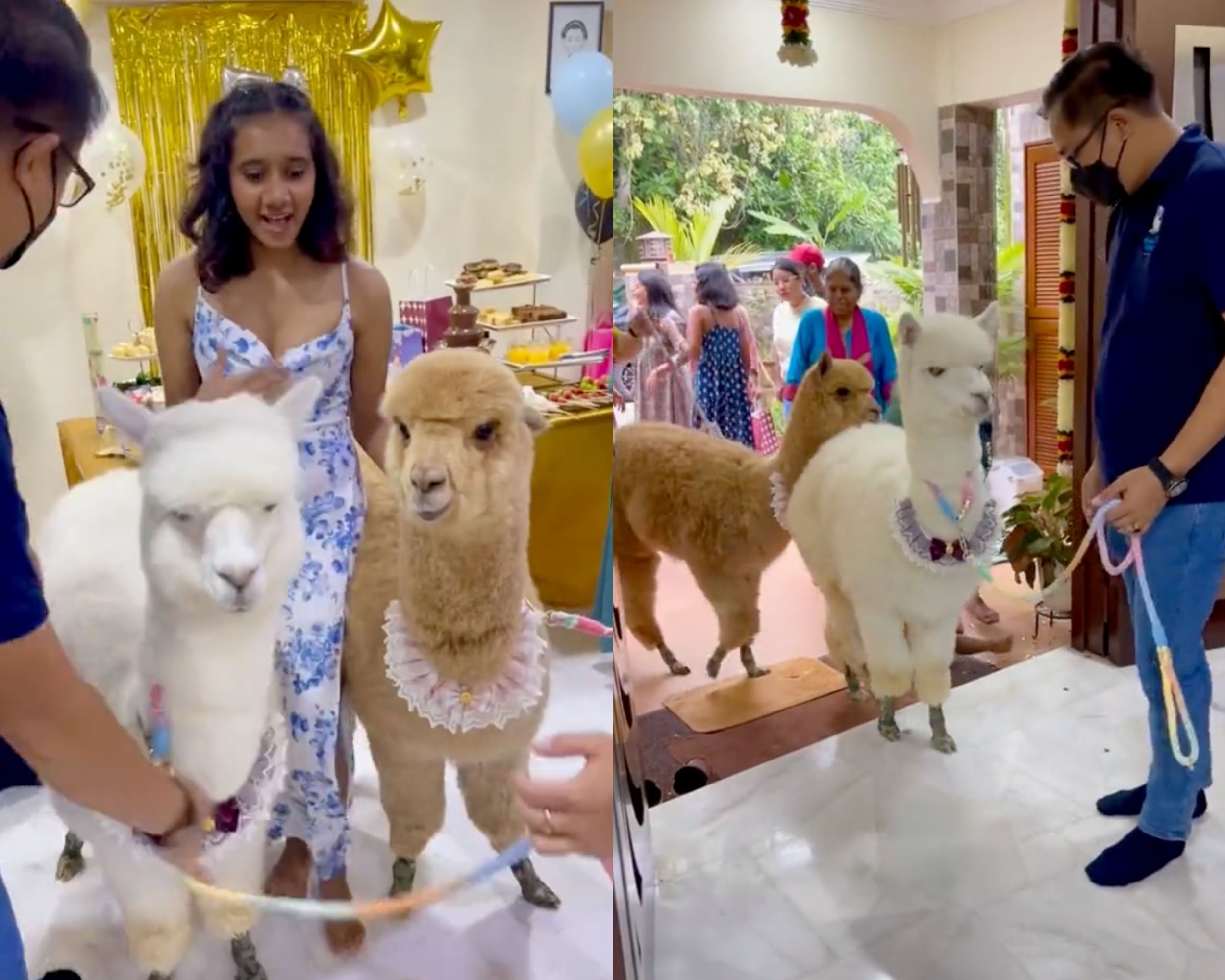 m'sian surprises sister with alpacas at birthday party, netizens amused!