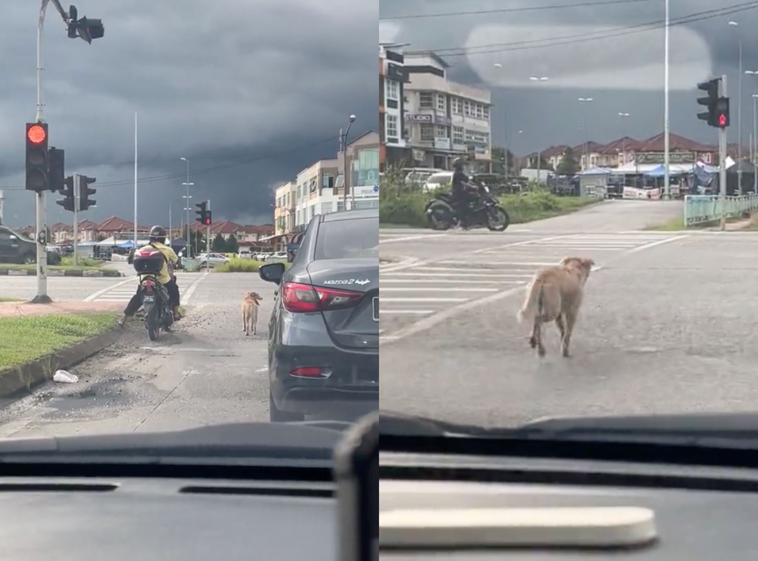 well-behaved doggo in sarawak waits patiently for green light before crossing the road