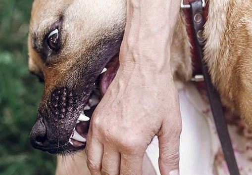 orang ramai dinasihat berjaga-jaga, kuching dan bintulu kini jadi kawasan jangkitan rabies