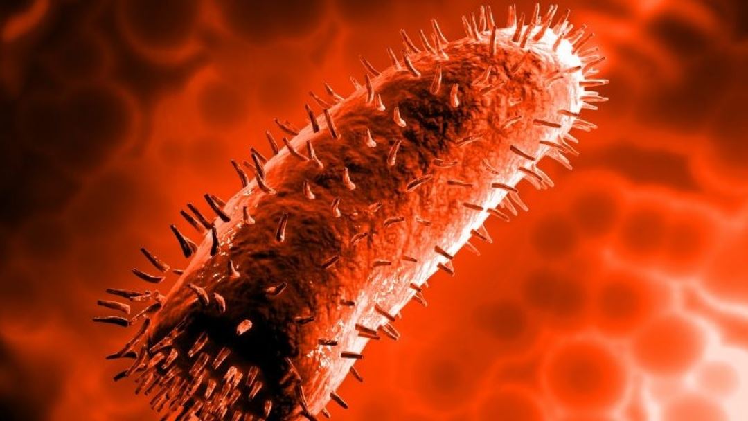 orang ramai dinasihat berjaga-jaga, kuching dan bintulu kini jadi kawasan jangkitan rabies