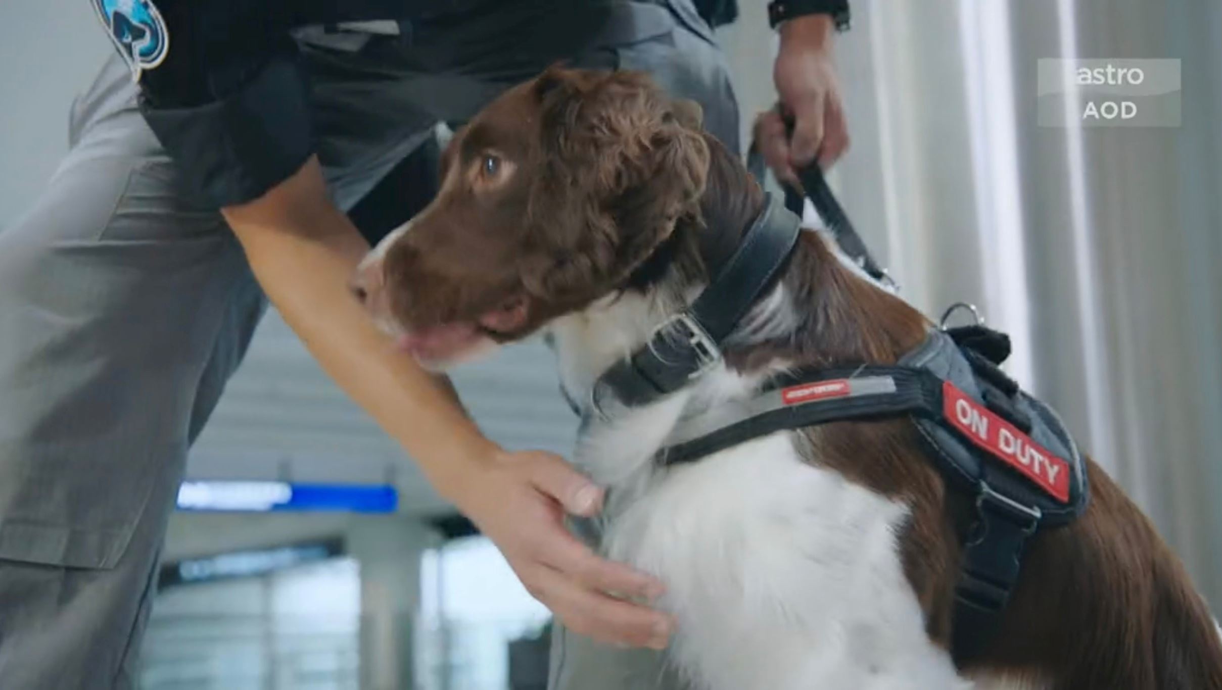 📺tvb《飞常日志》机场搜索犬🐶执行任务之余还担当亲善大使💕