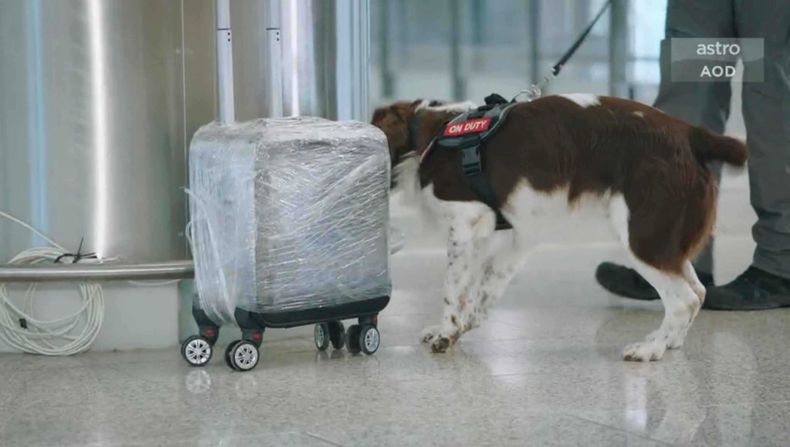 📺tvb《飞常日志》机场搜索犬🐶执行任务之余还担当亲善大使💕