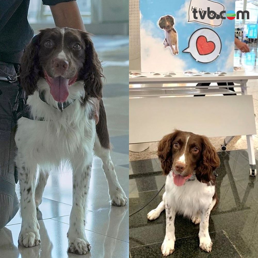 📺tvb《飞常日志》机场搜索犬🐶执行任务之余还担当亲善大使💕