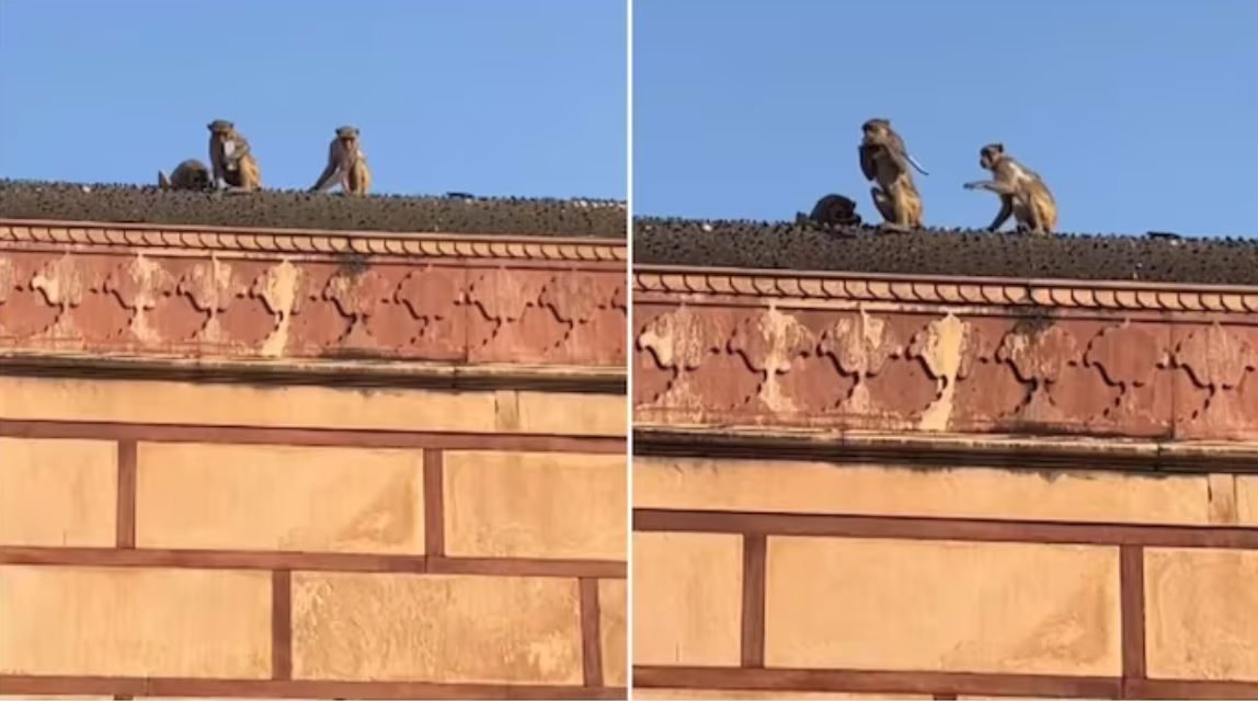 monyet curi iphone mahu diberi makanan dulu sebelum setuju pulangkan [video]