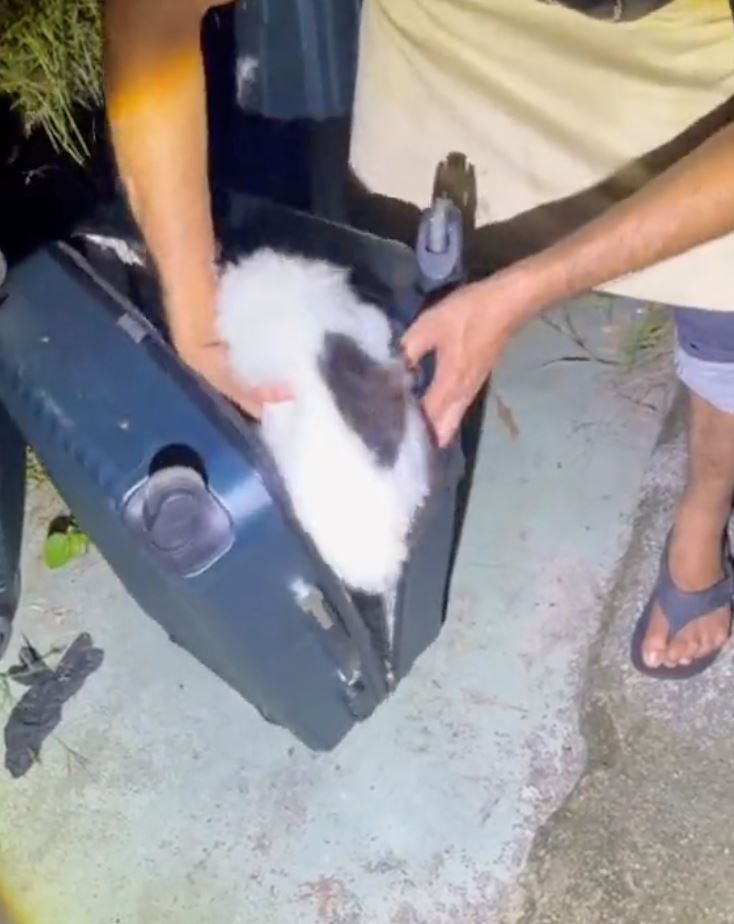 hampir 10 ekor kucing masih hidup ditemui ditinggalkan dalam tiga bagasi [video]