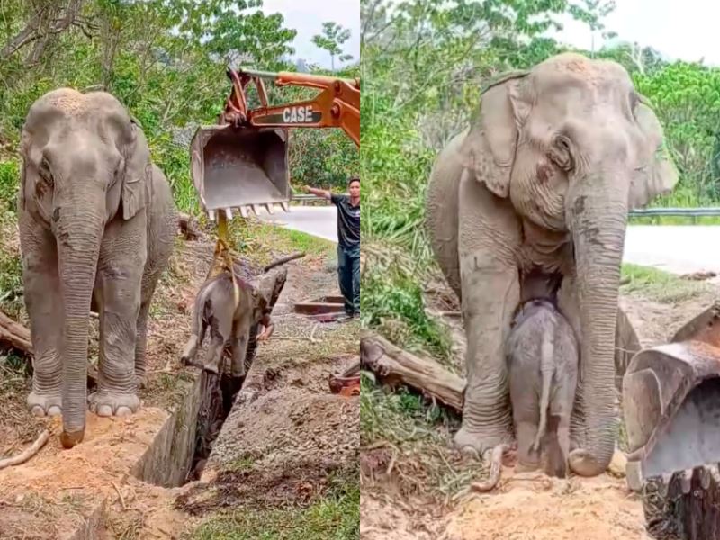 perhilitan rescues baby elephant from drain in kelantan as mother waits patientl