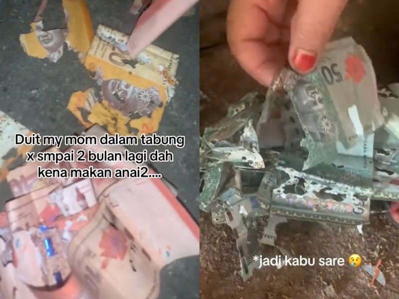 alamak! malaysian woman finds 80% of her savings destroyed by termites, most of them rm50 notes