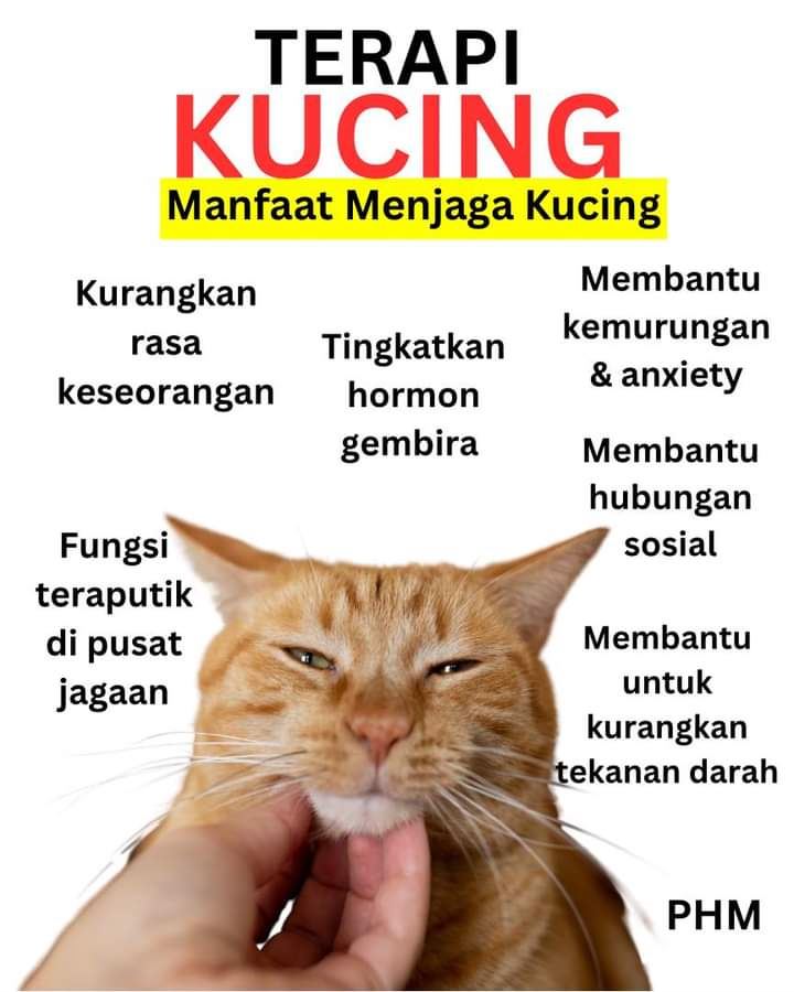 kurangkan rasa sunyi, rupanya bela kucing adalah terapi yang baik untuk mental