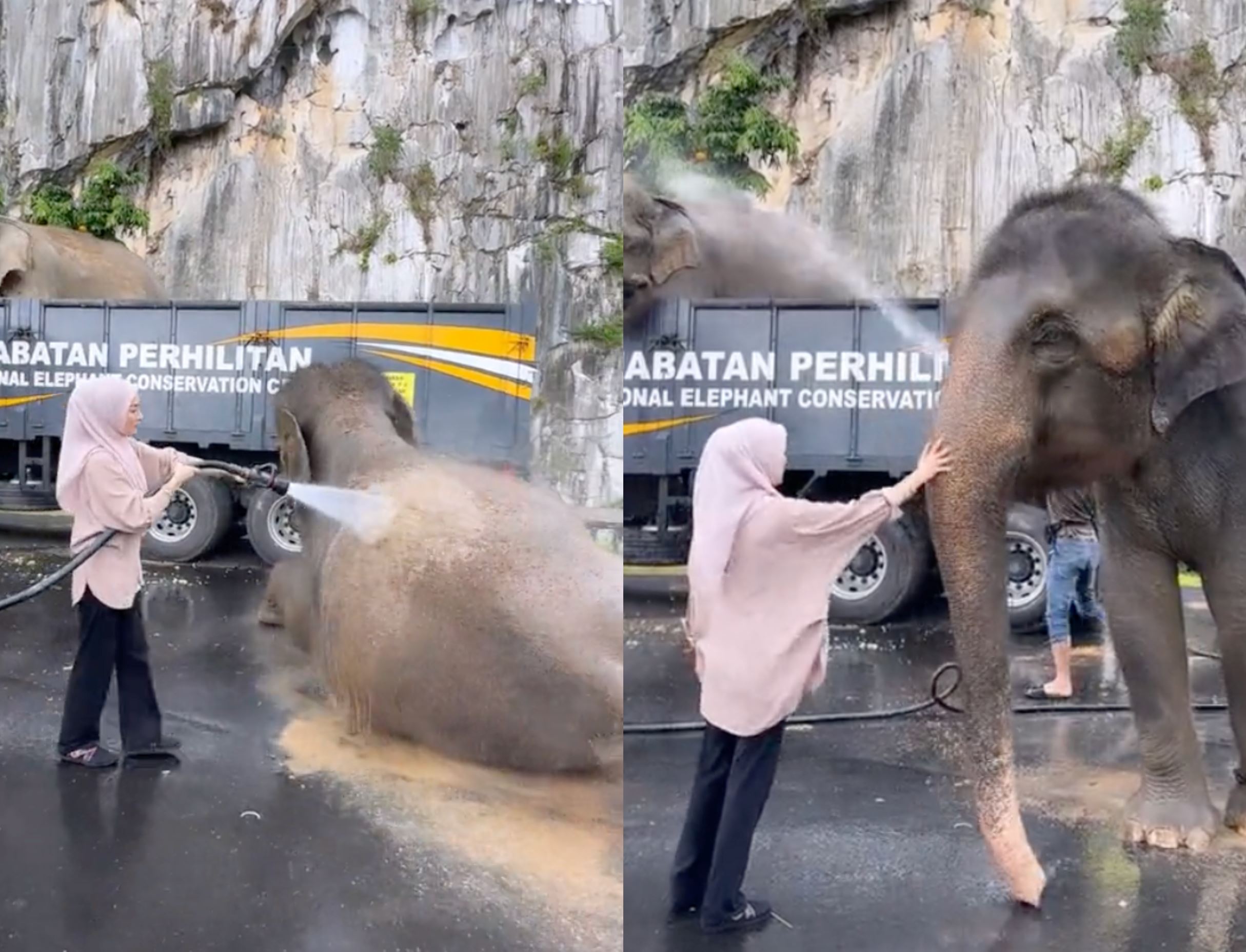 heartwarming sight! gajah denak being spoiled rotten in kelantan wins hearts of malaysians