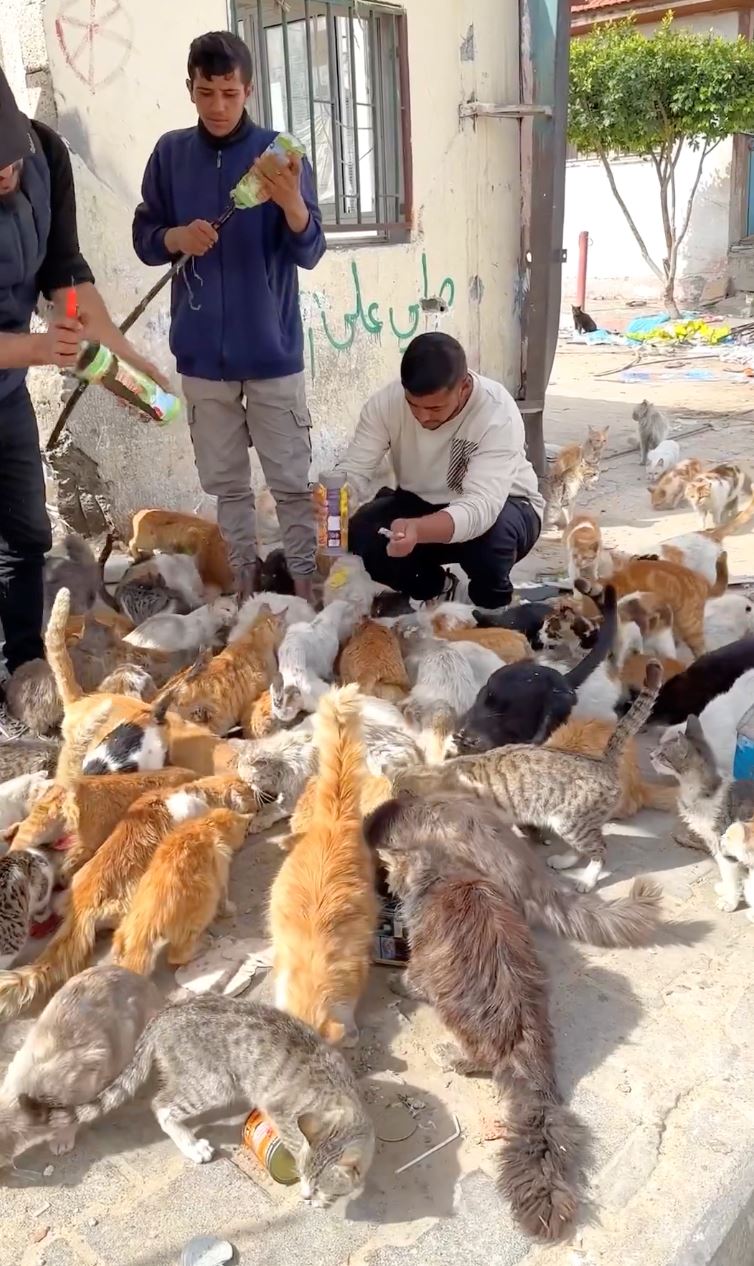 pemuda jumpa kumpulan kucing di gaza sangat lapar, beberapa hari tak makan