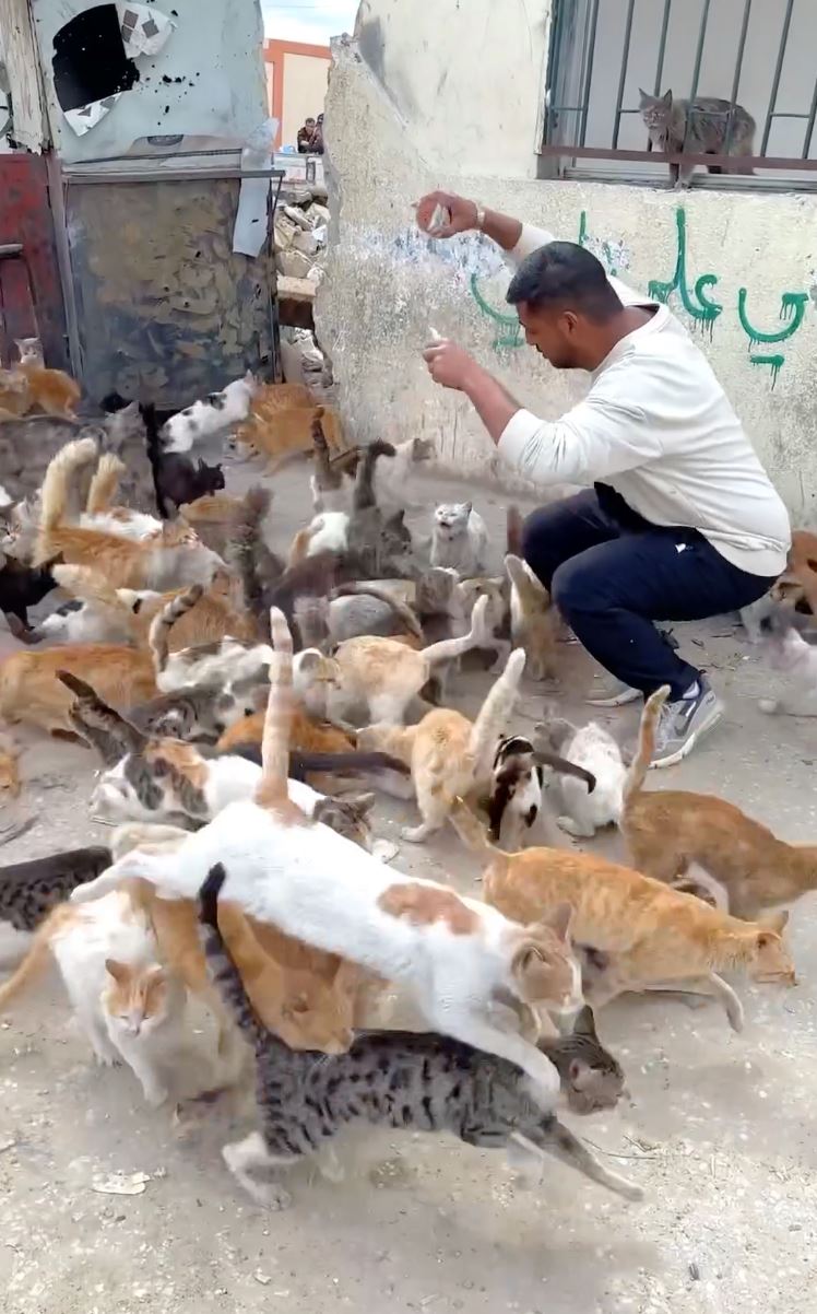 pemuda jumpa kumpulan kucing di gaza sangat lapar, beberapa hari tak makan