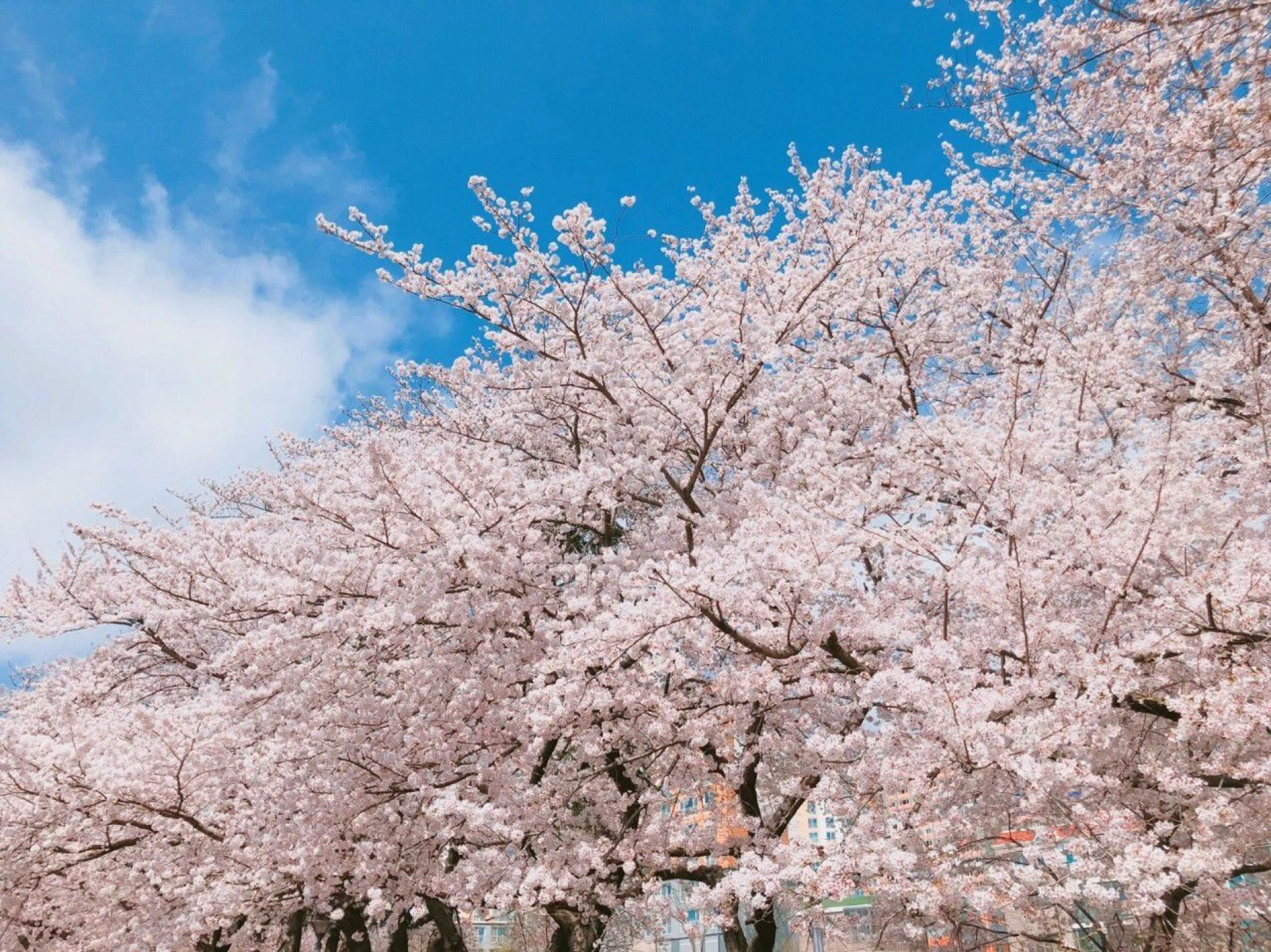 🇰🇷韩国樱花季没有樱花❗30年来第一次出现这样的情况😱
