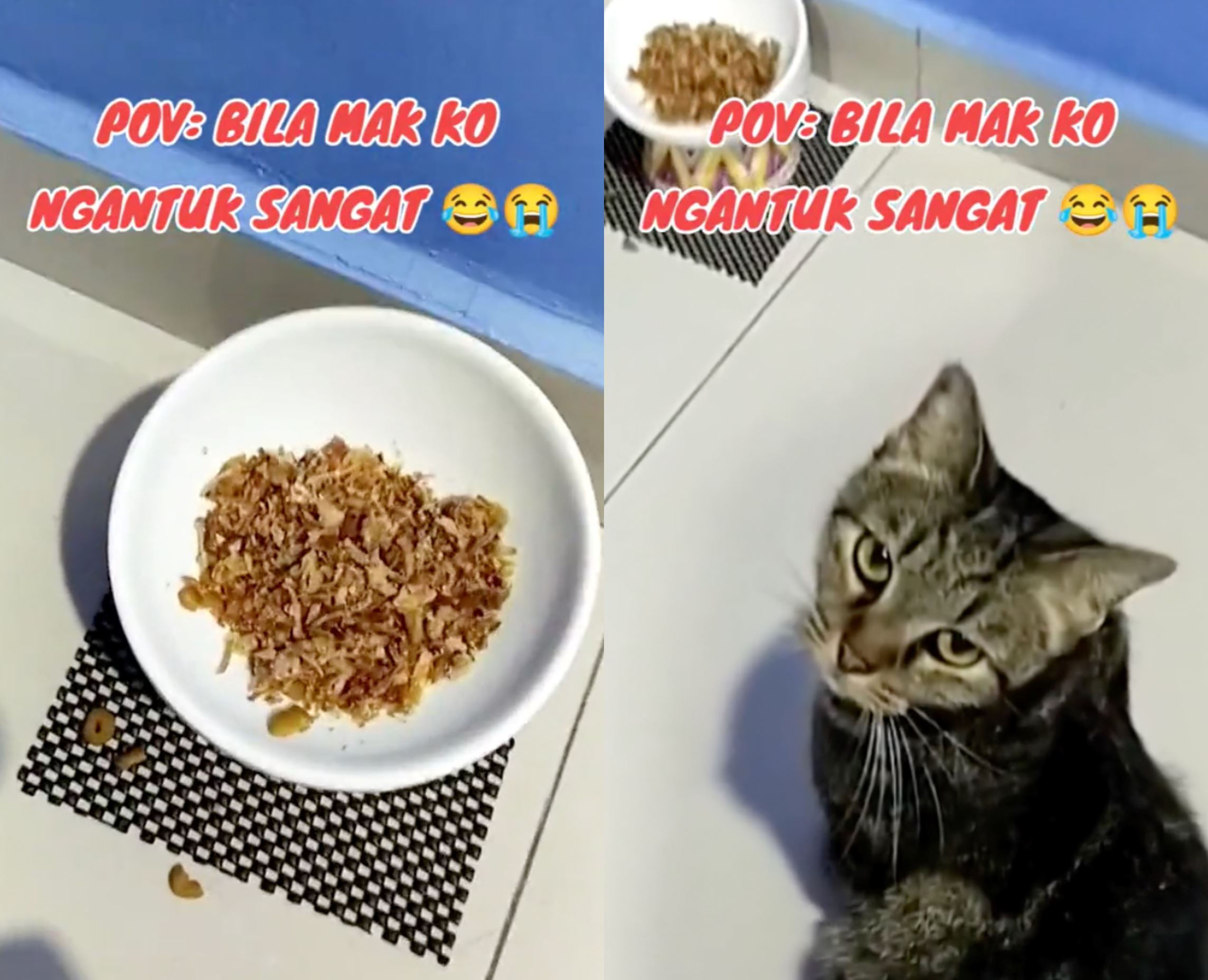 malaysian pet owner's hilarious mishap: feline friend gets fried onions instead of cat food