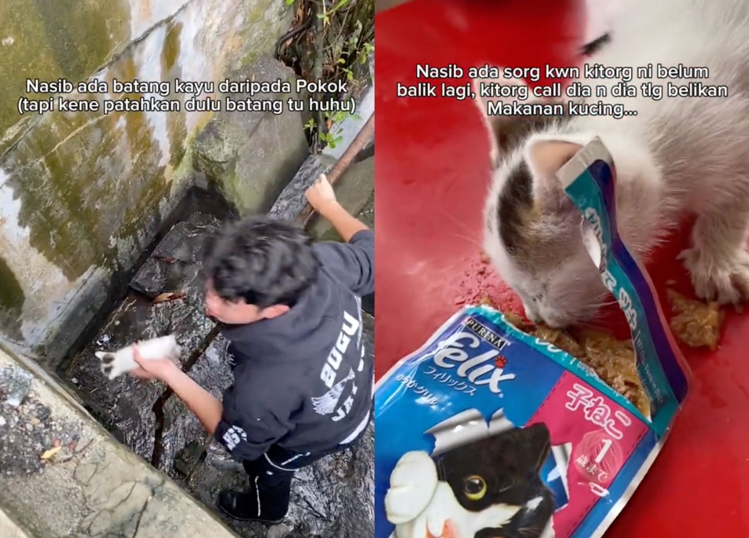 m’sian uni student rescues cat and her two kittens from near drowning in drain during rainstorm