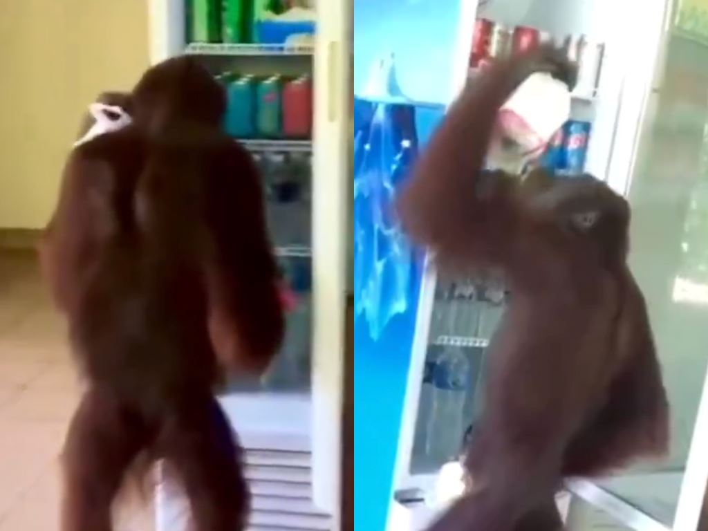 sepilok fridge raider! orangutan caught on camera choosing cool drinks from restaurant's fridge