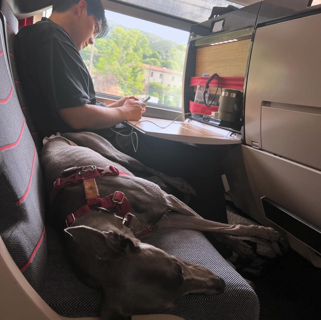 🎬第77届戛纳电影节开幕❗彭于晏带爱犬xin一起走红毯🔥