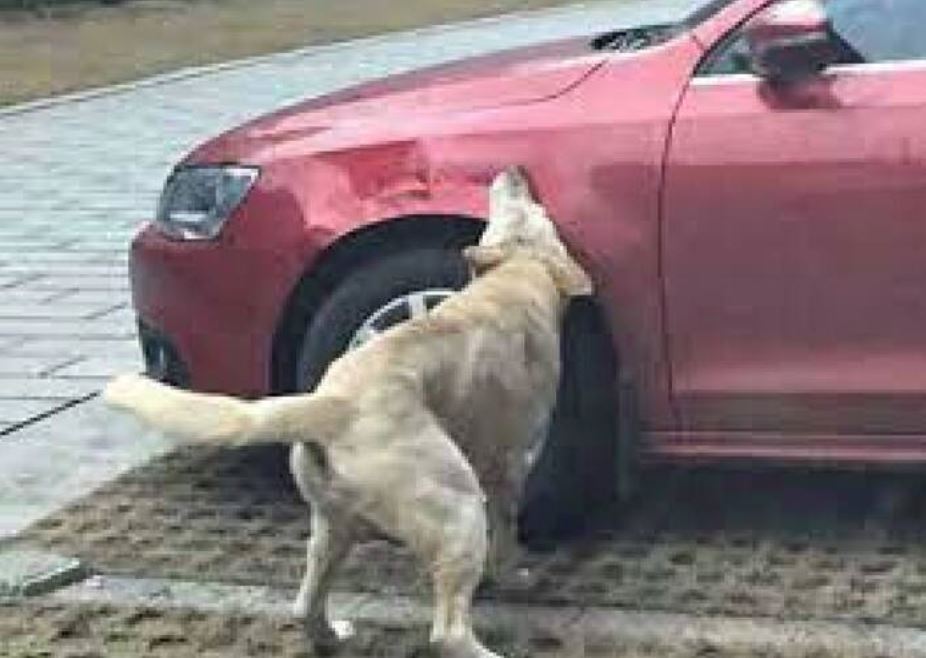 misteri tayar kereta pancit akhirnya terbongkar, punca dari anjing sakit gigi