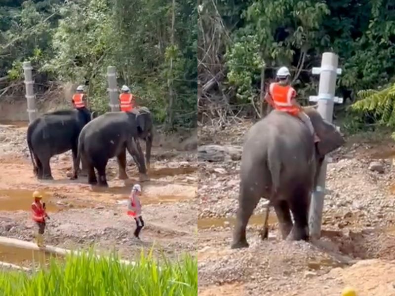 elephants take the lead in ‘quality control’ at ecrl project site, amusing malaysians