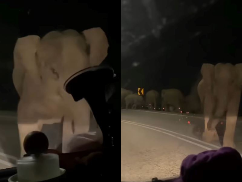 elephant in perak 'politely' asks driver to turn off car lights while crossing the road