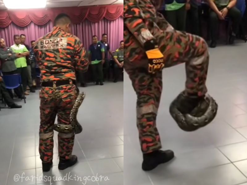 “stay calm!” how to break free from a python's constriction: abang bomba's life-saving tips