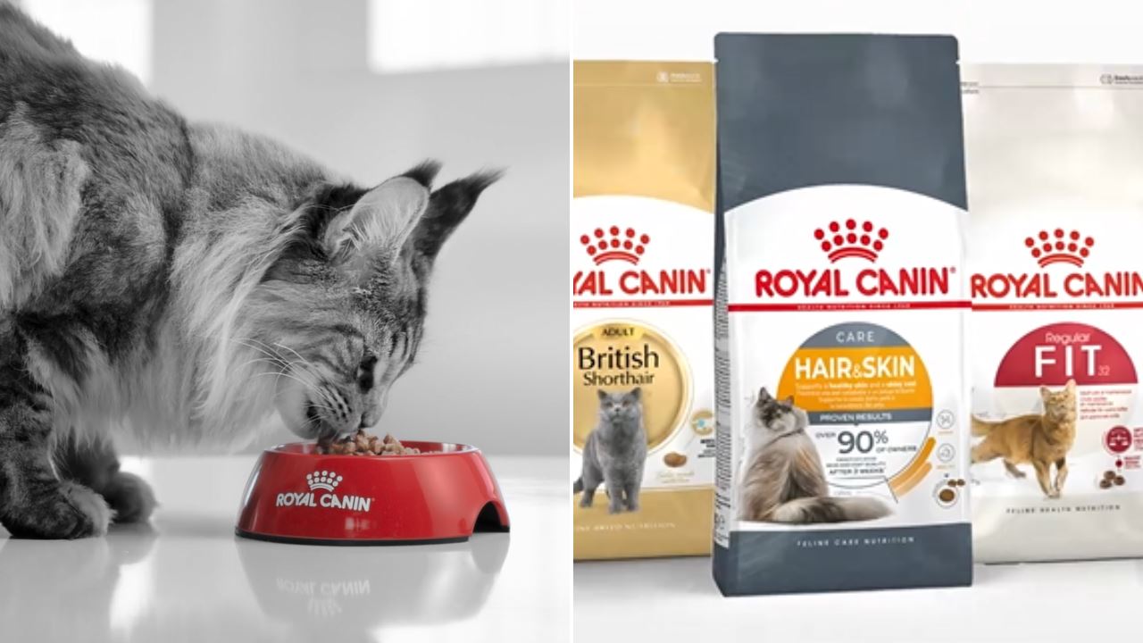 royal-canin_1.png