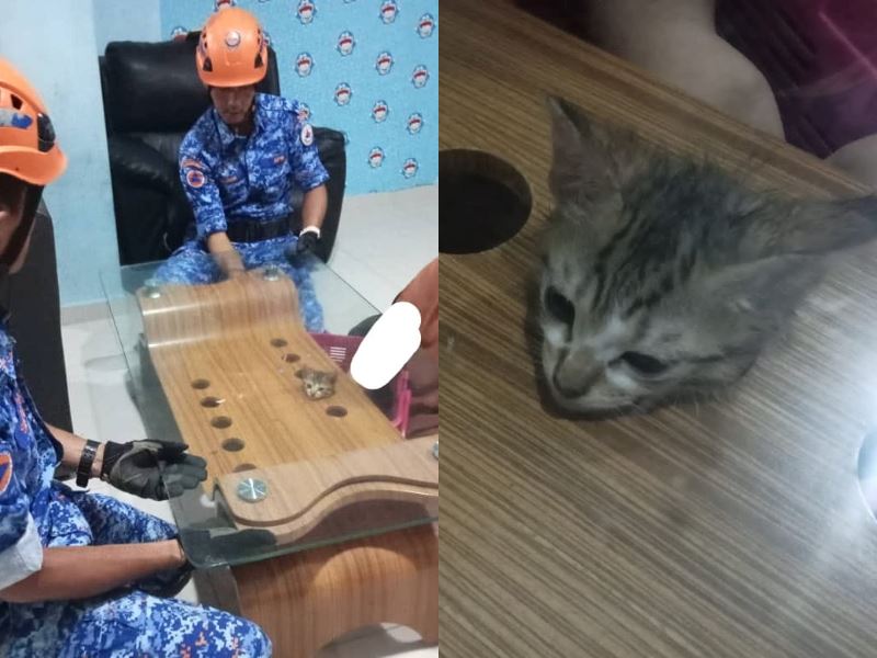 “adorable!” curious kitten rescued by abang apm after getting stuck in coffee table hole