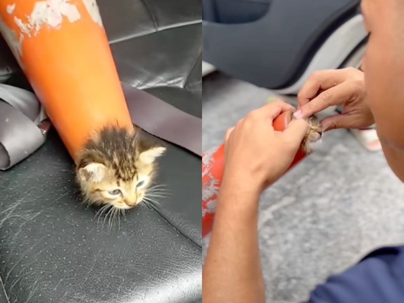 “they save animals, too!” video of abang bomba rescuing kitten trapped in traffic cone goes viral online