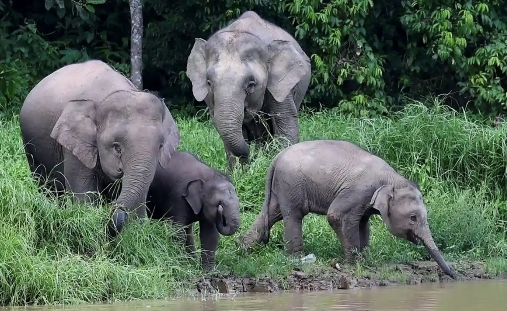 sabah government commits to catching poachers after finding decapitated elephant in tawau