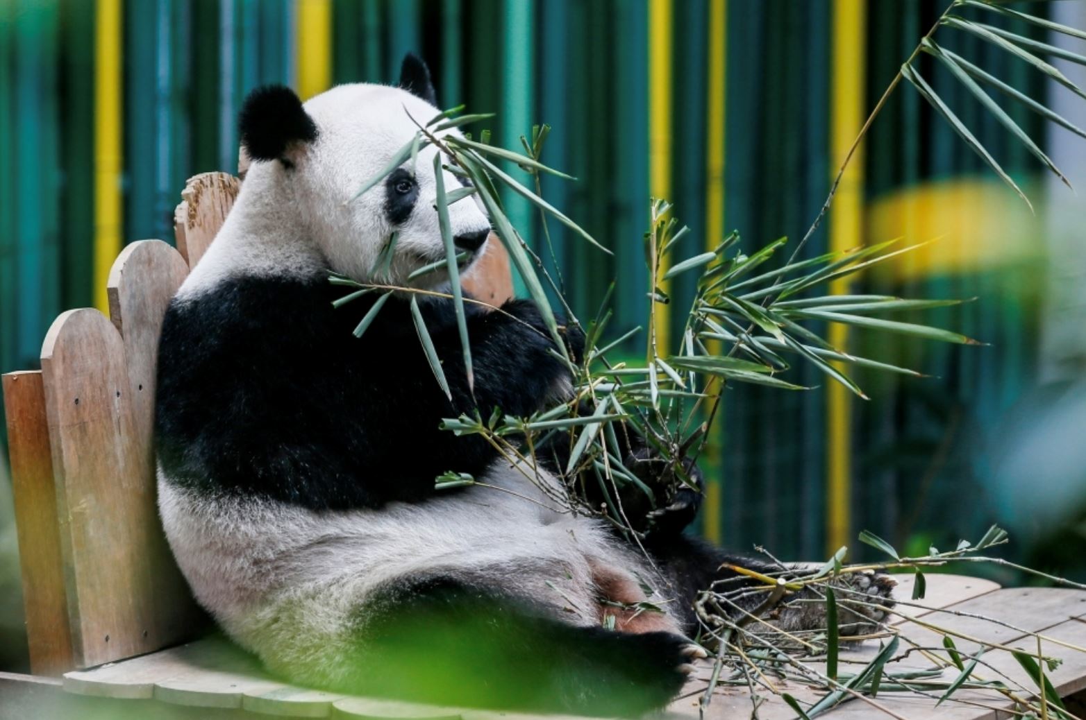 malaysia & china seal 10-year deal — and yes, it includes giant pandas!