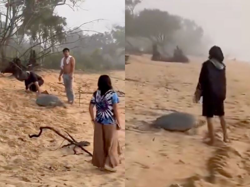 authorities crack down after turtle disturbance caught on camera in cherating