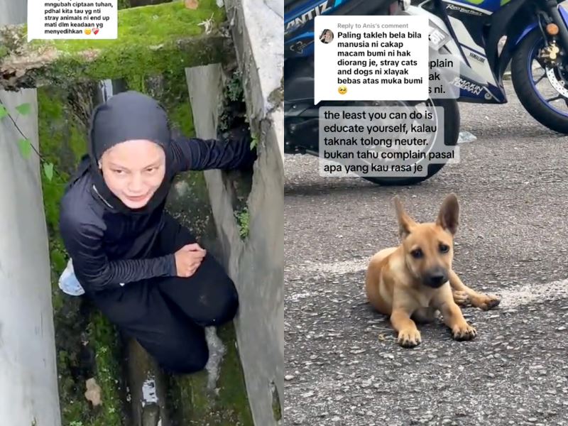 so kind! malaysian woman collects scraps to feed her stray dog, sardine