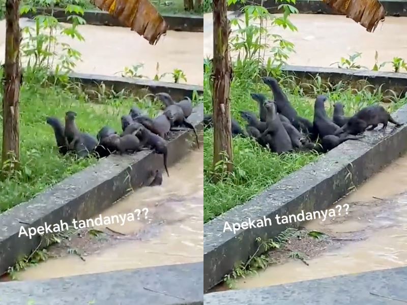 a romp of otters in johor sparks speculation about impending floods among netizens